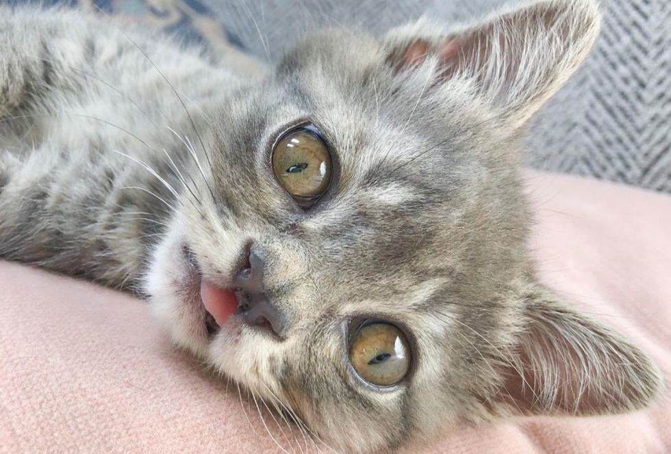 cute kitten, cleft nose, special