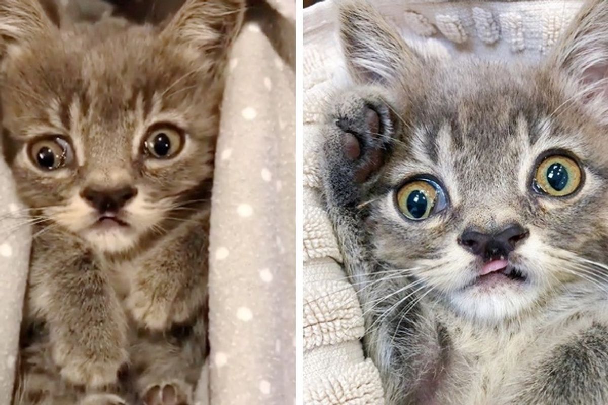 Kitten with Uneven Eyes Gets Second Chance After He was Found on the Street