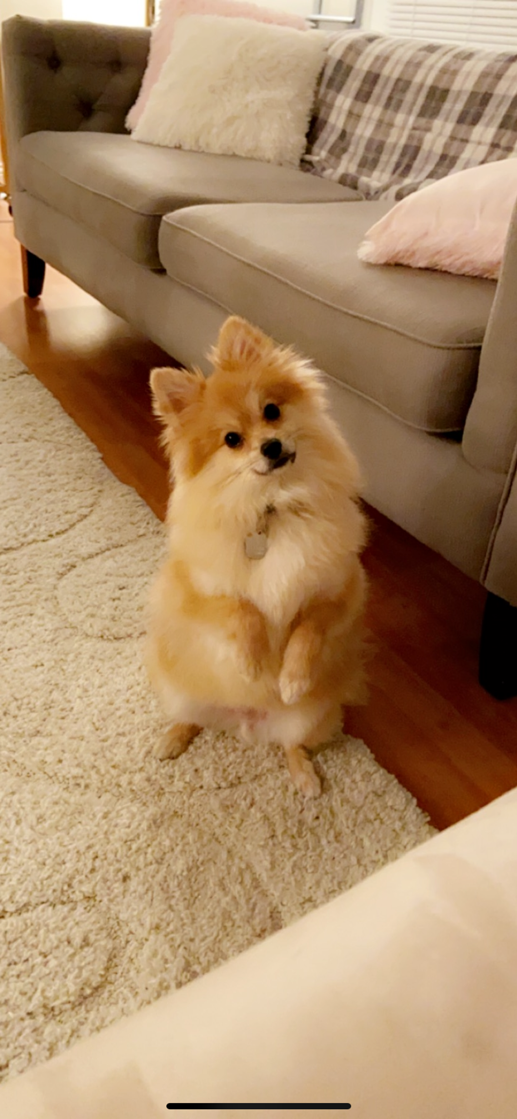 Meet My Dog: Remy The Pomeranian Who Lives In Chicago