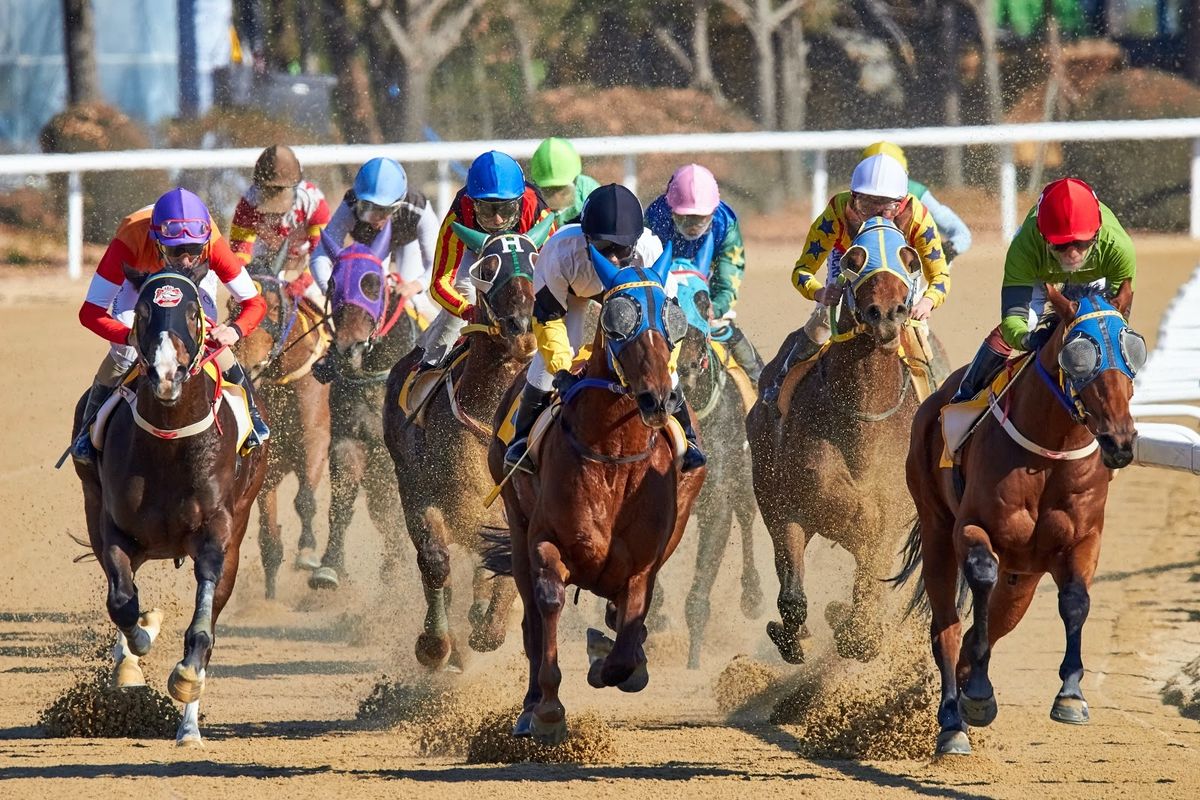 Horses and jockeys competing in a horse race