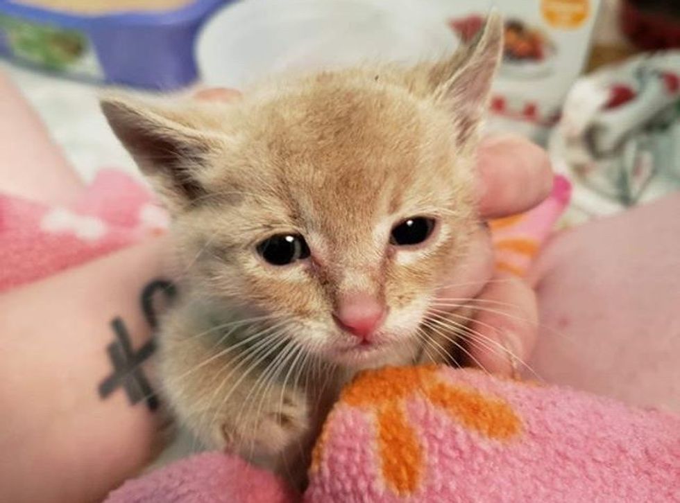 cute, kitten, ginger, cuddle