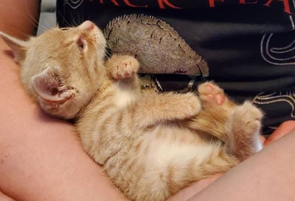 cute, rescue kitten, cuddle