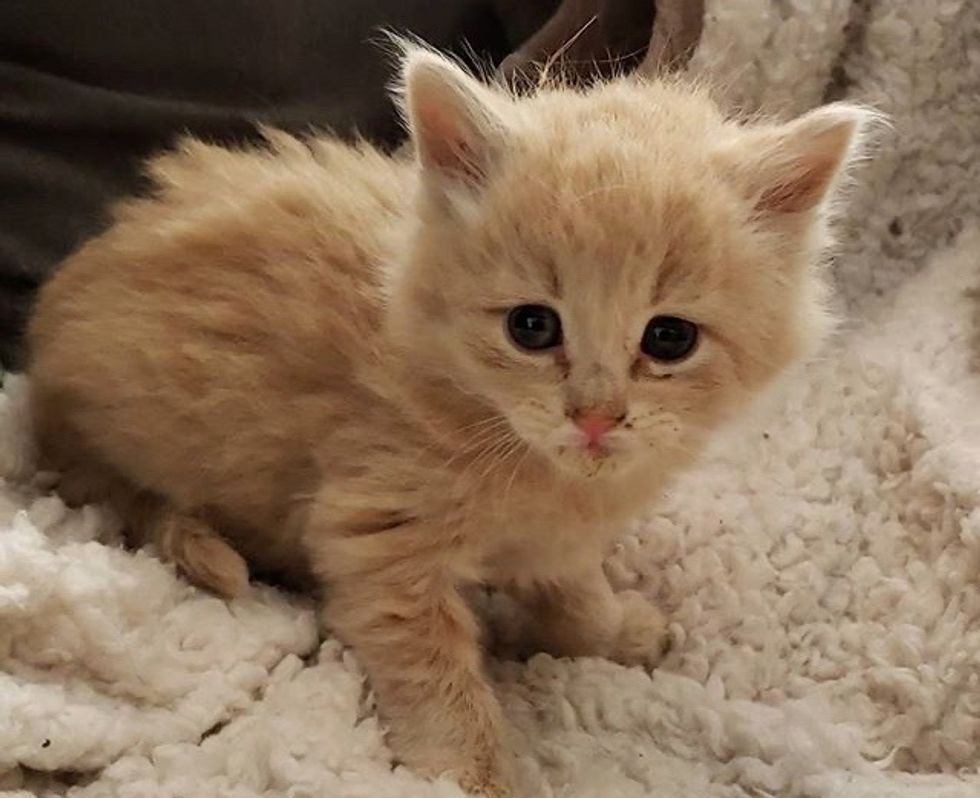 cute, kitten, fluffy, foster