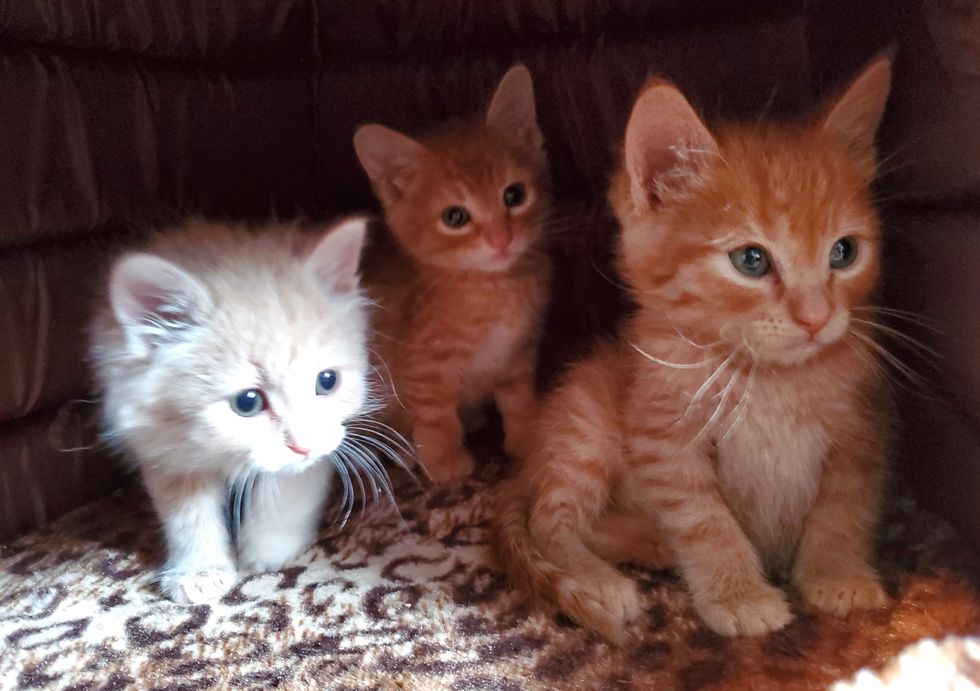 cute, kittens, rescued, ginger kittens