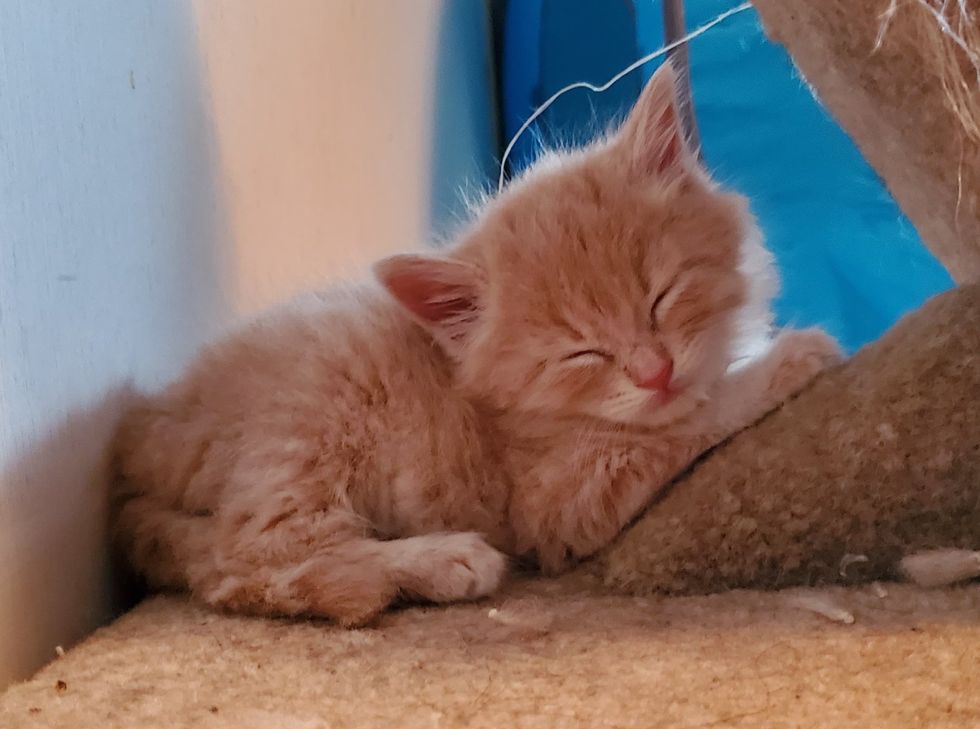 cute, ginger kitten, sleeping
