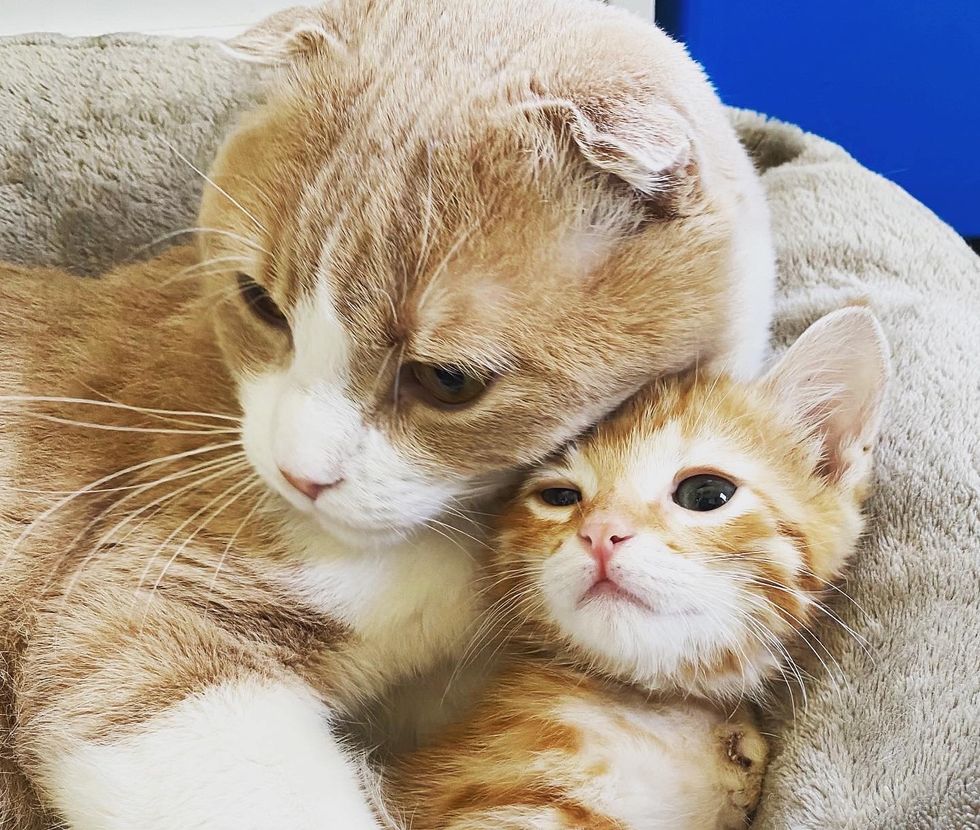 Scottish fold, cat, cuddles, ginger, kitten