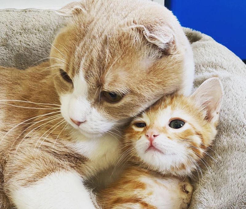 Scottish fold, cat, cuddles, ginger, kitten