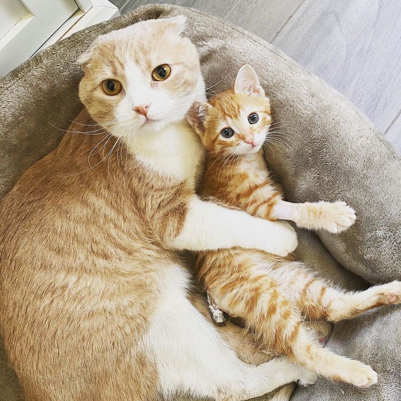 Scottish fold, cat, cuddles, ginger, kitten