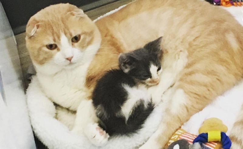 Scottish fold, cat, cuddles, kitten