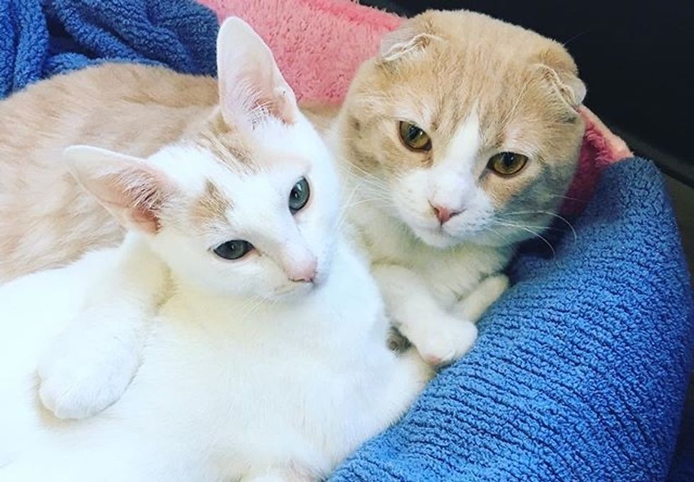 Scottish fold, cat, cuddles, kitten