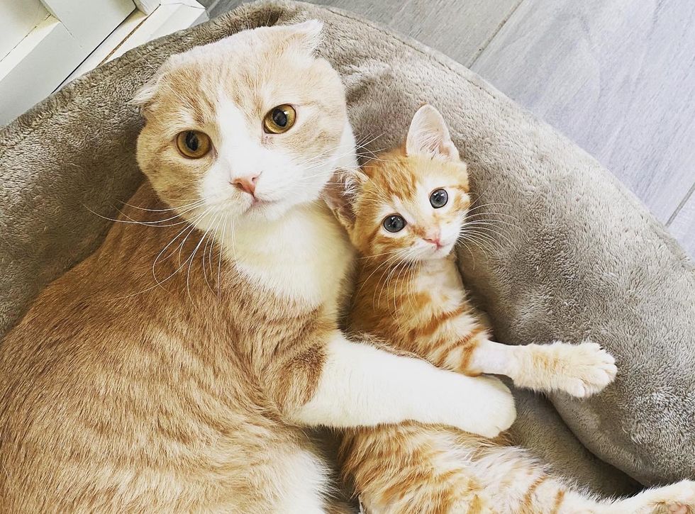 Scottish fold, cat, cuddles, ginger, kitten