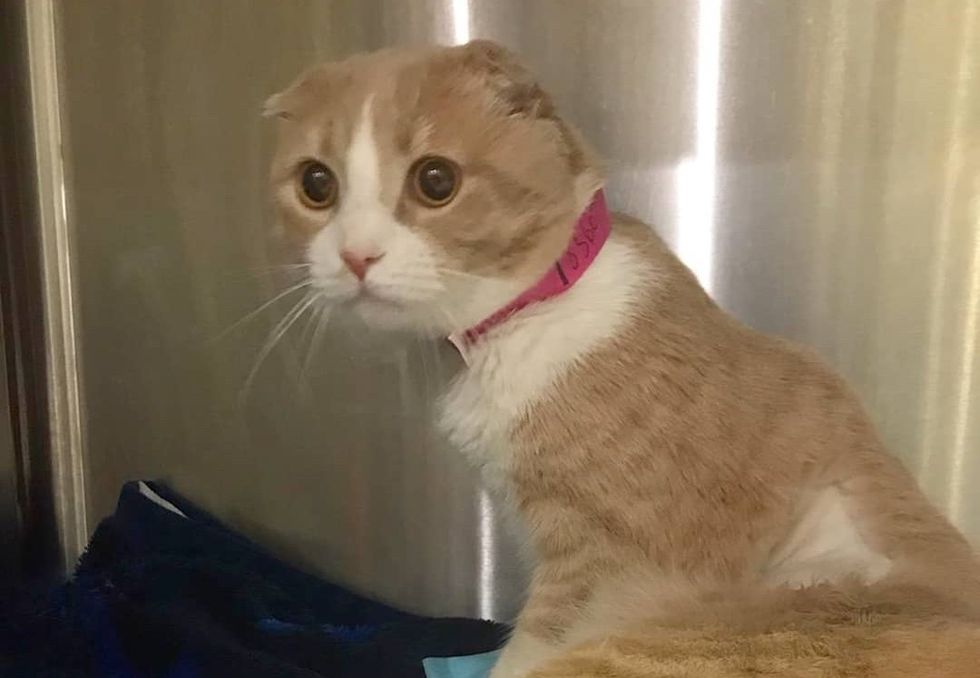 Scottish fold, cat, ginger, veterinary