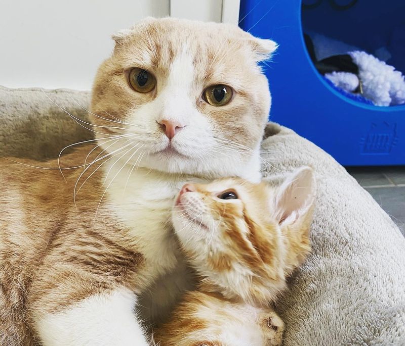 Scottish fold, cat, cuddles, ginger, kitten