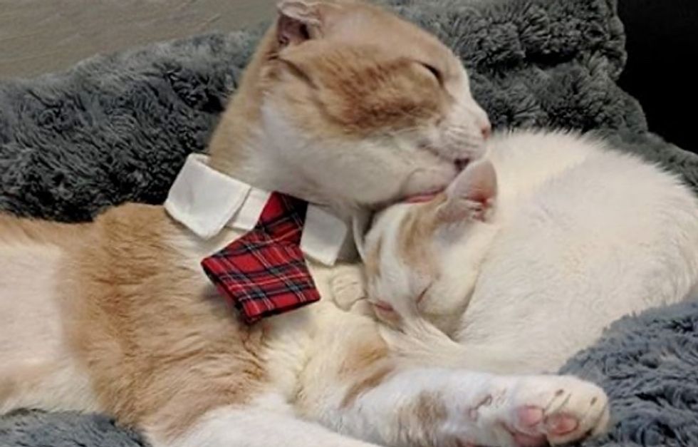 Scottish fold, cat, cuddles, kitten