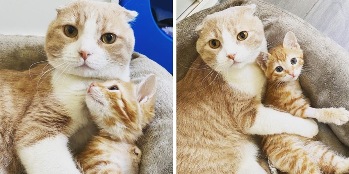 Cat Helps Kittens Thrive at the Vet After He Was Given Second Chance ...