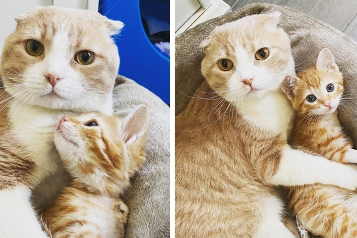 Cat Helps Kittens Thrive at the Vet After He Was Given Second Chance
