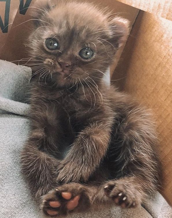 Kitten with shop teddy bear