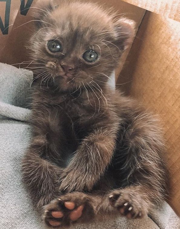 cute, kitten, quill, twisted legs