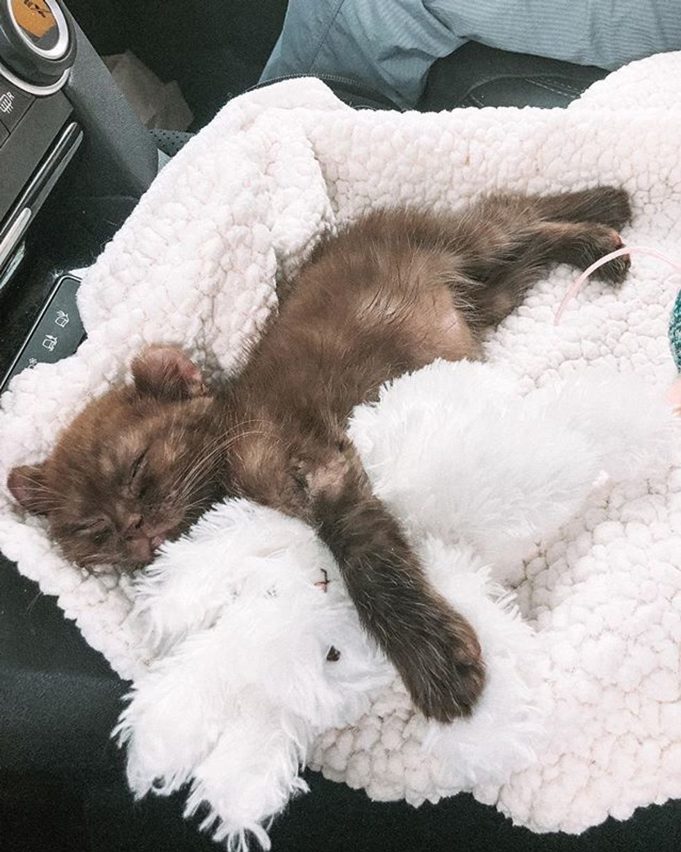 cute, kitten, quill, bear-eared, sleeping