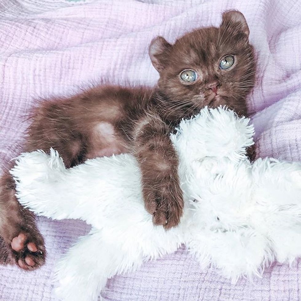 cute, kitten, quill, bear-eared, cuddles