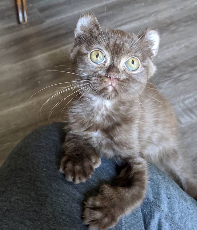 cute, kitten, quill, bear-eared, twisted legs