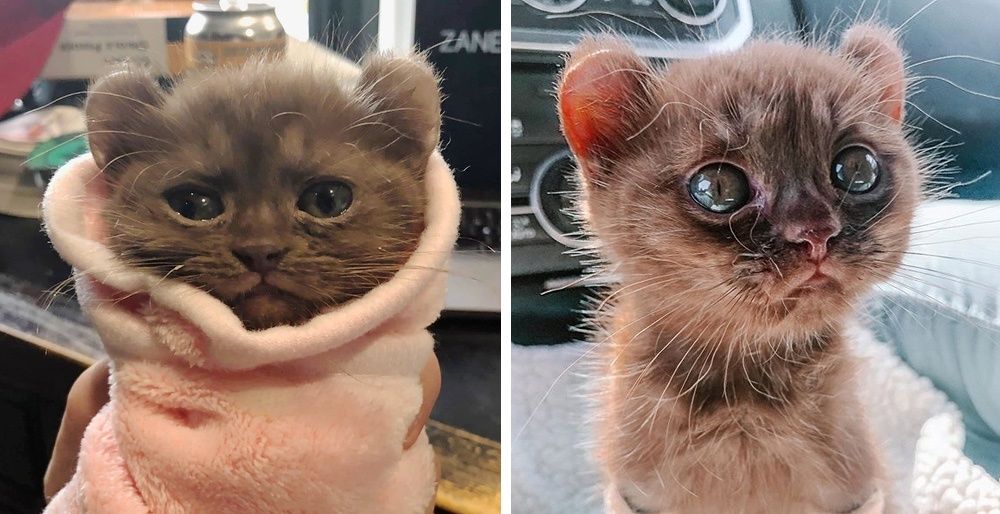 kitten with teddy bear