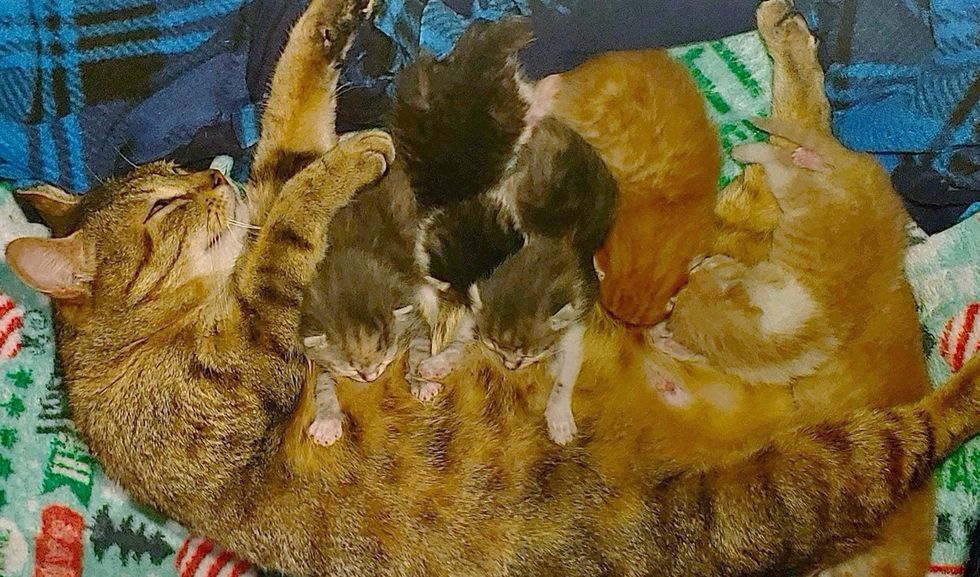 cat mom, nursing, kittens