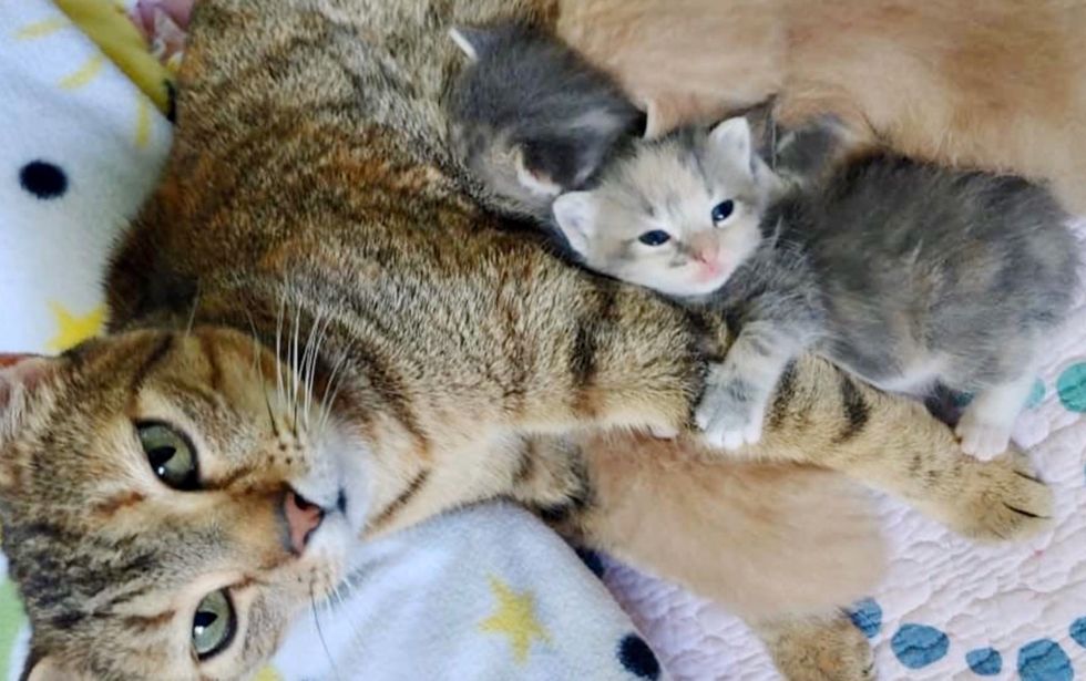 cat, kitten, hug, foster home