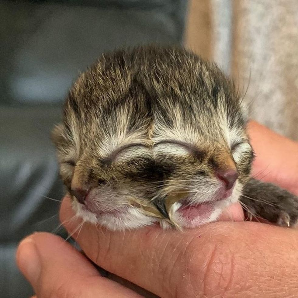 Kitten Born with Two Faces Finds Loving Family to Help Him Thrive ...