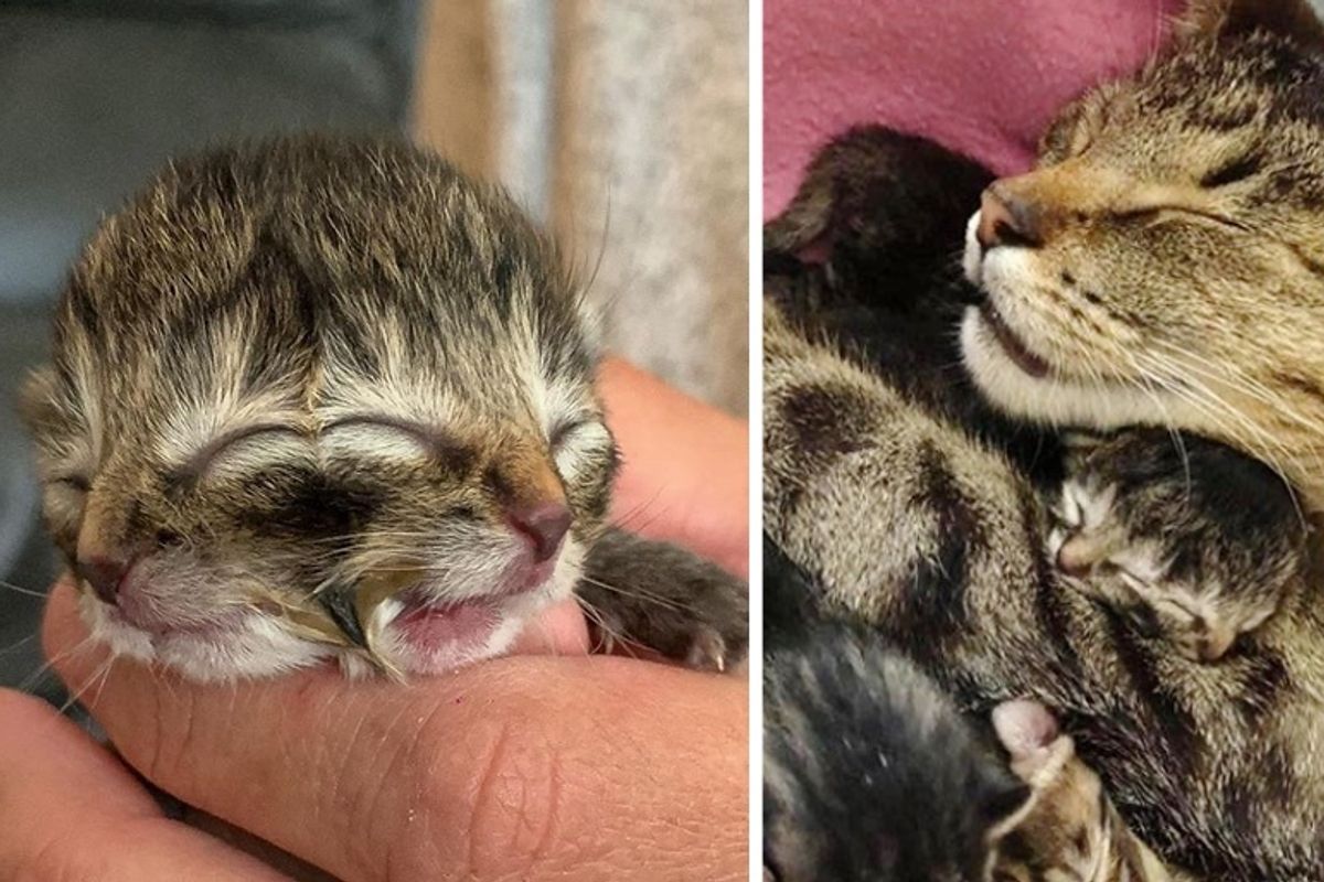 Kitten Born with Two Faces Finds Loving Family to Help Him Thrive