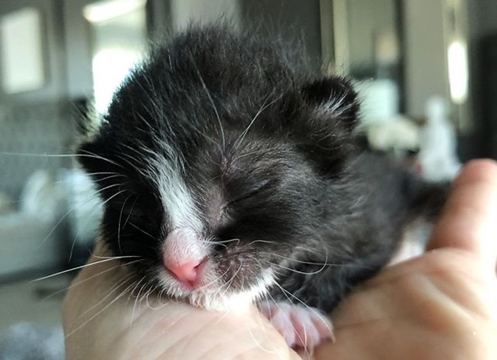 cute, tuxedo kitten sleepy