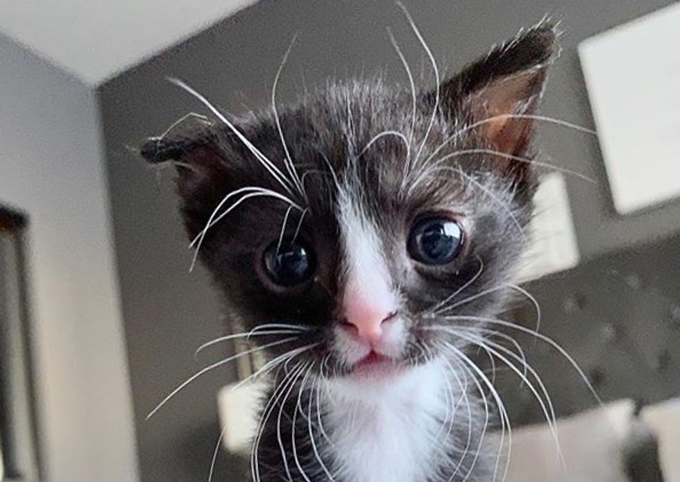 tuxedo kitten, floppy ear, long whiskers