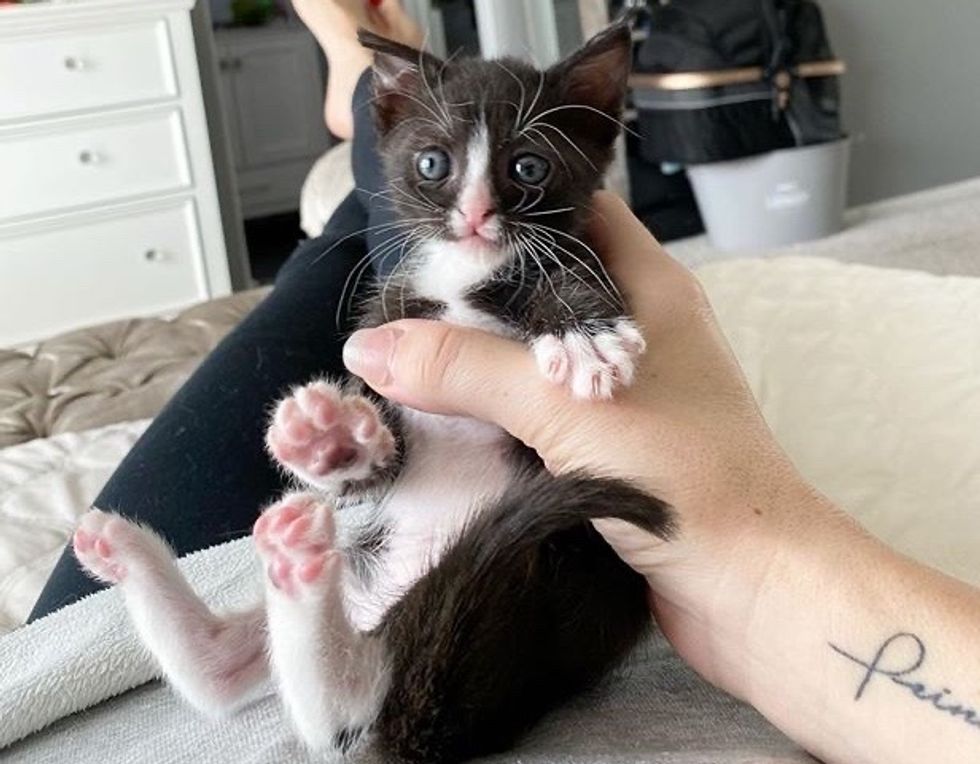 cute, tuxedo kitten, paws