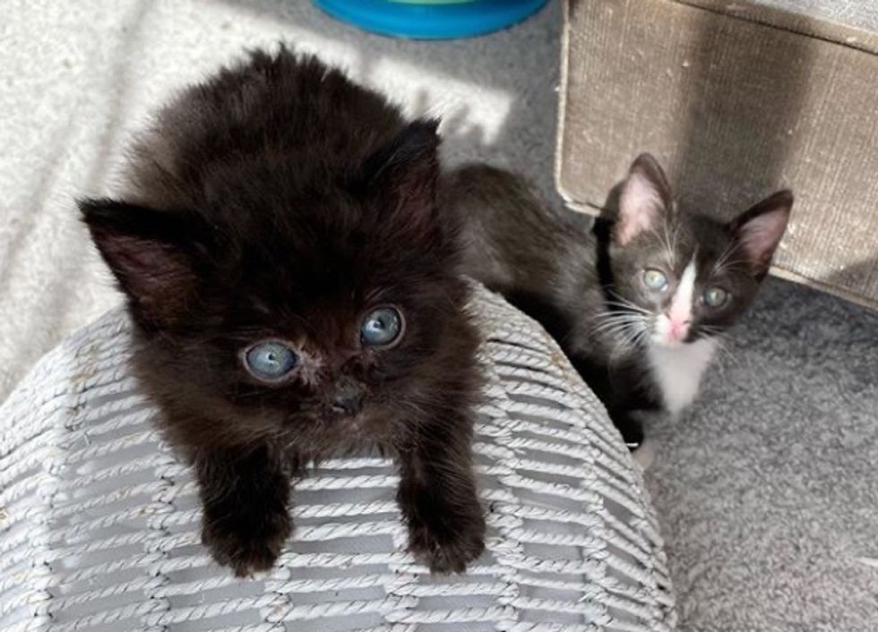 tuxedo kitten, black kitten, best friends