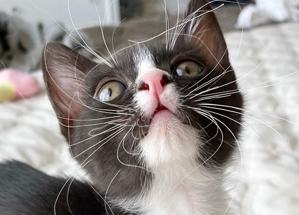 long whiskers, cute cat, tuxedo kitten