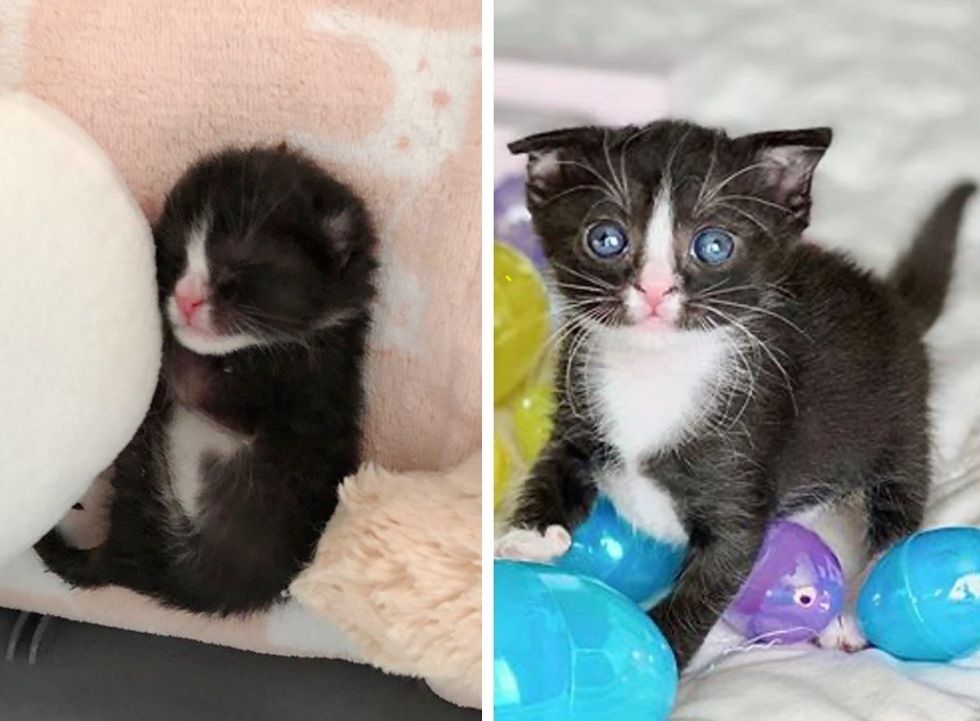 cute, tuxedo kitten, floppy ear