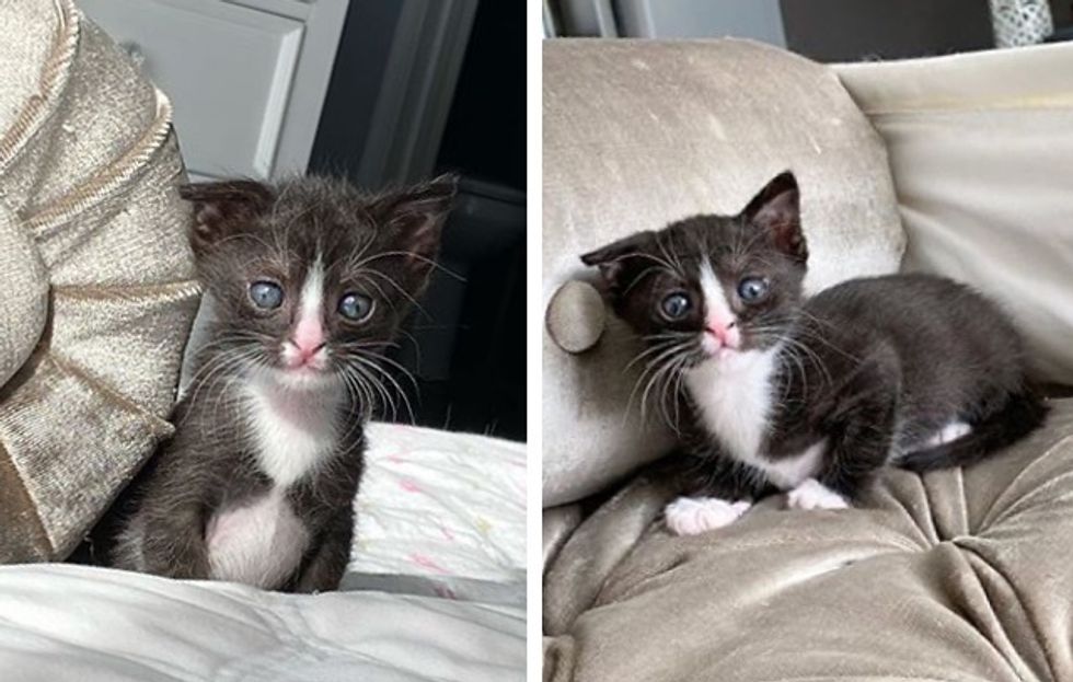 tuxedo kitten, floppy ear, cute