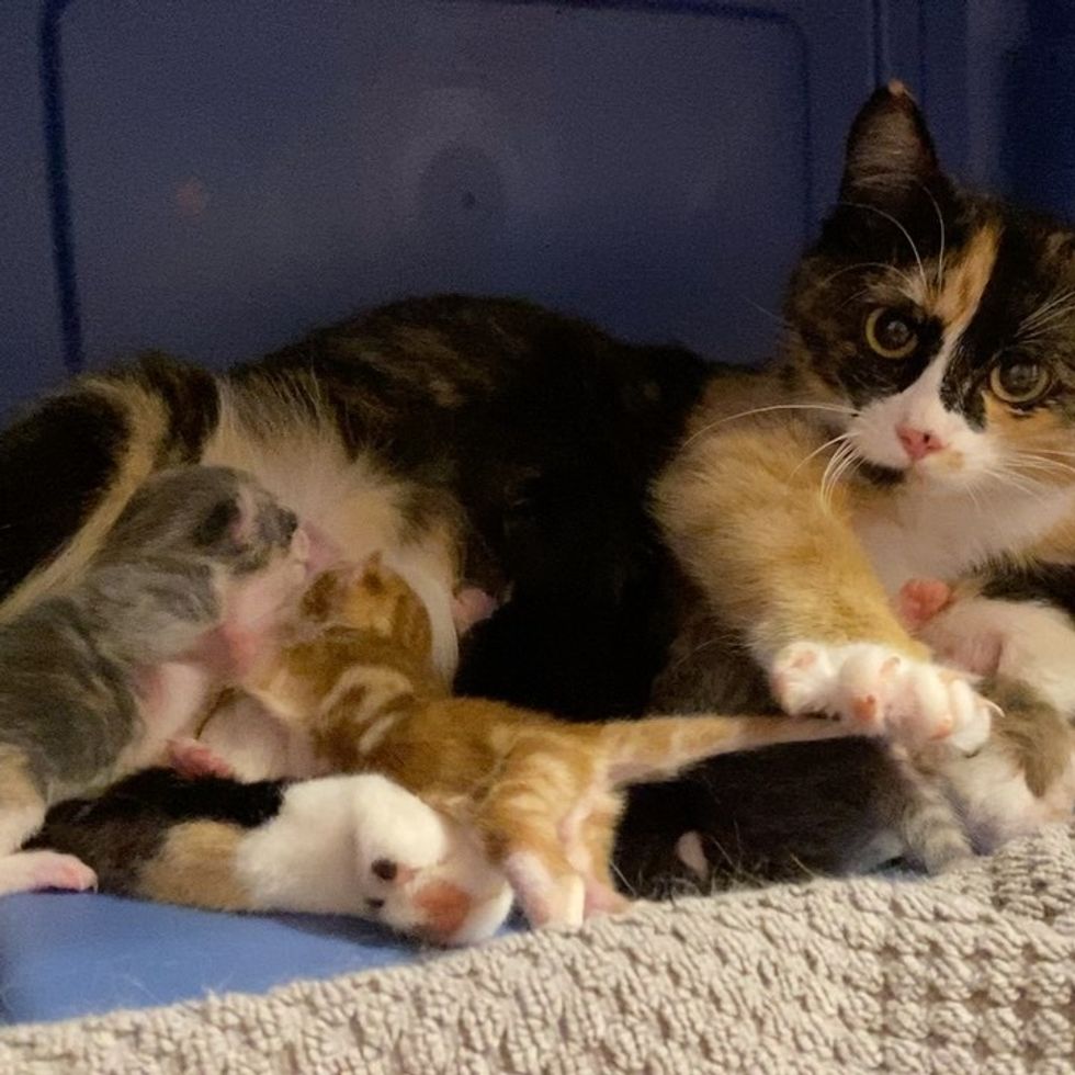 nursing kittens, calico cat, newborn kittens