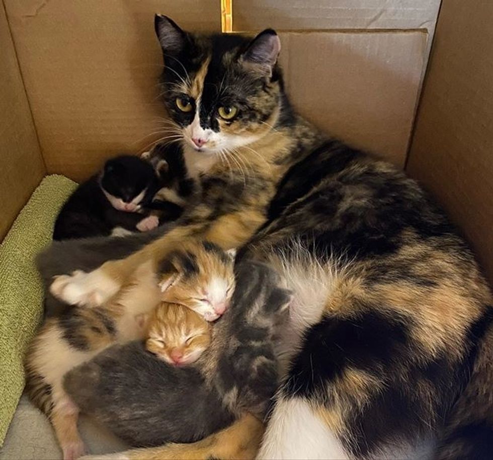 newborn kittens, calico cat, cat mom