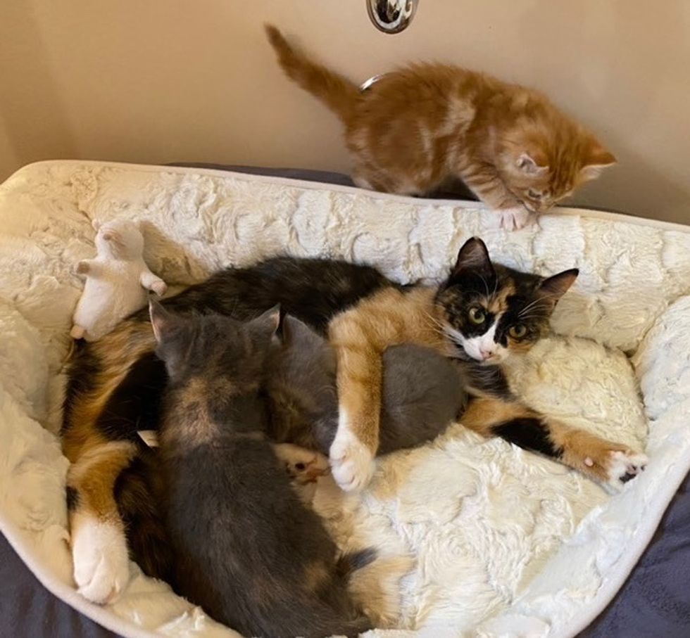 calico cat, cat mom, kittens nursing