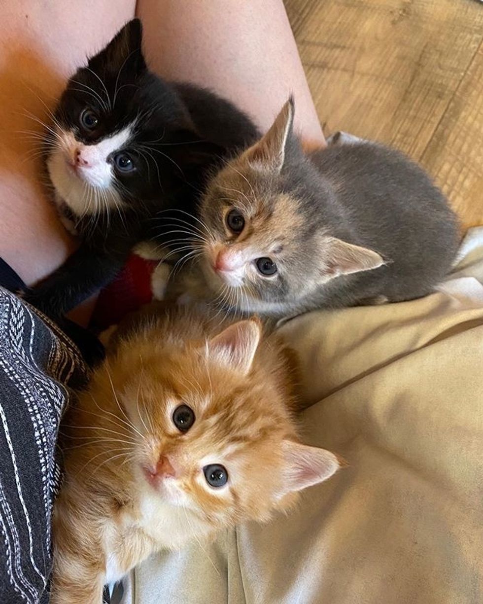 cute kittens, lap kittens