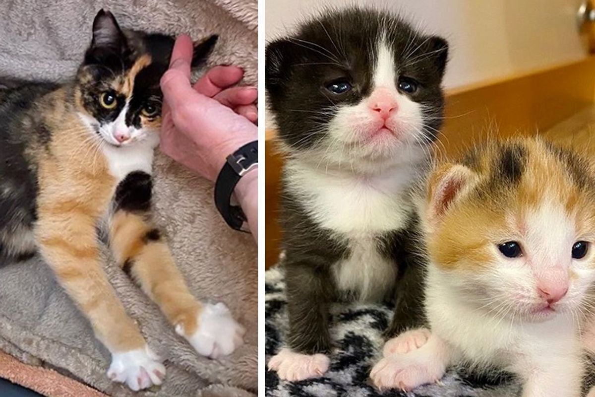 Family Befriended Stray Cat and Discovered She Would Have Kittens