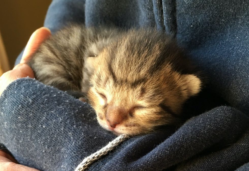 sleeping kitten, cuddling, purr