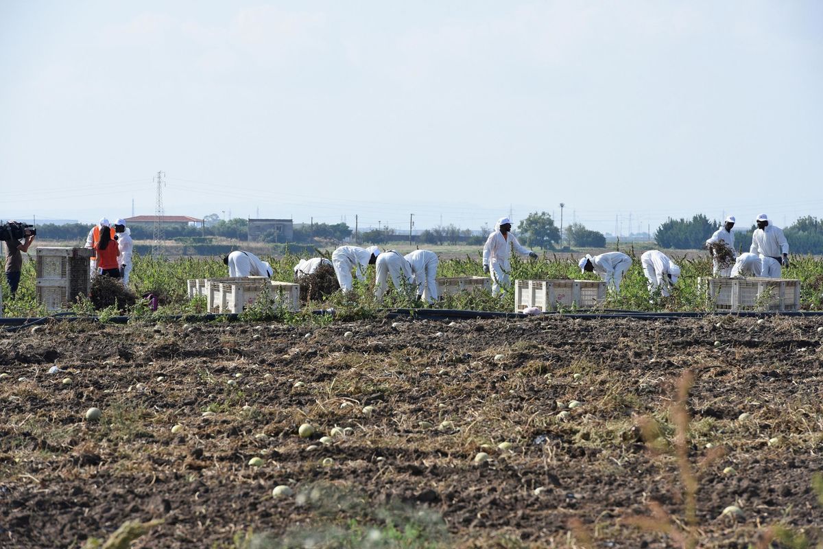 La sanatoria è inutile. Gli agricoltori costretti a importare altri stranieri