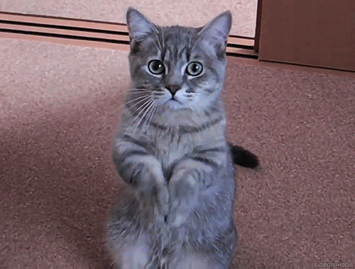cat, please, begging