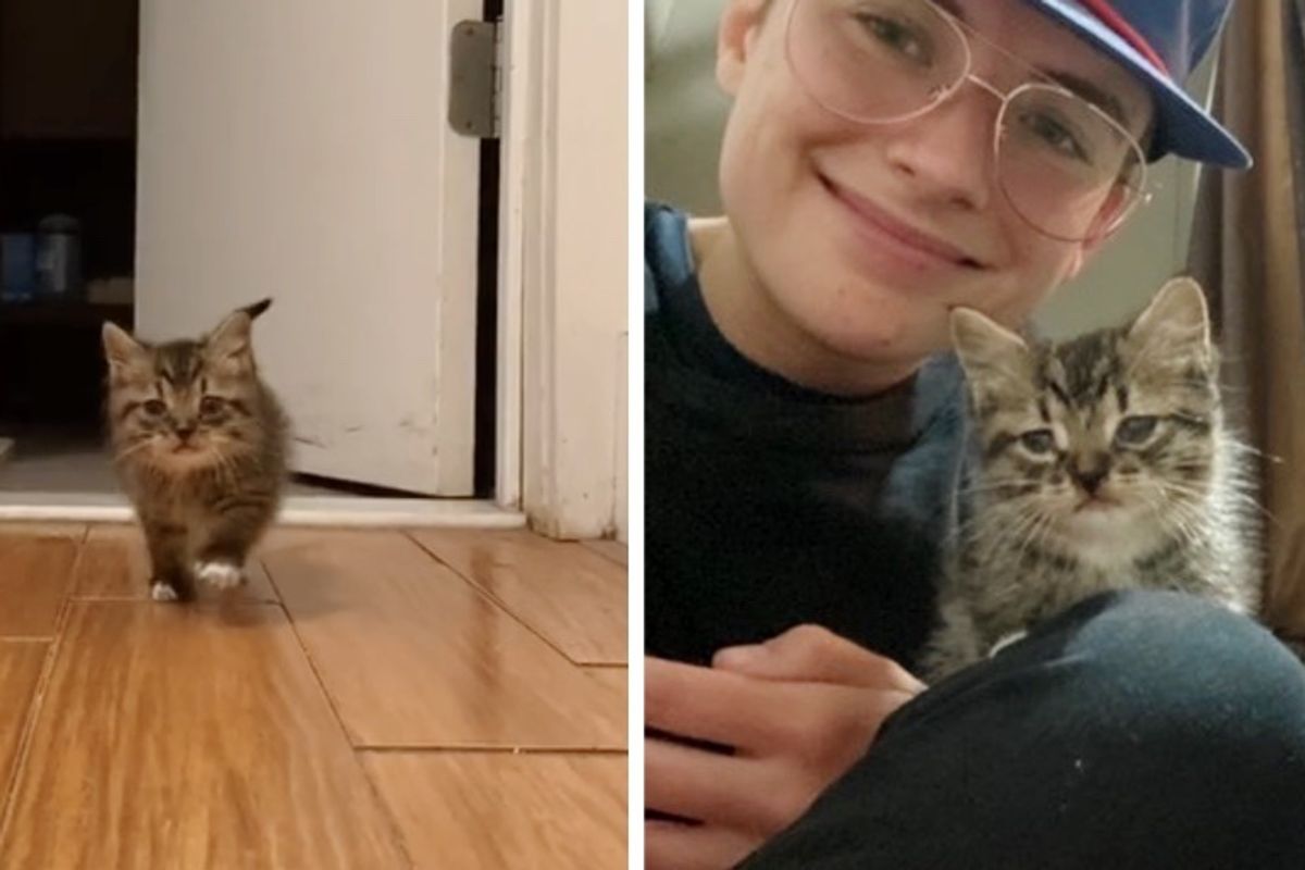 Stray Kitten Comes Running into Apartment and Moves Right in