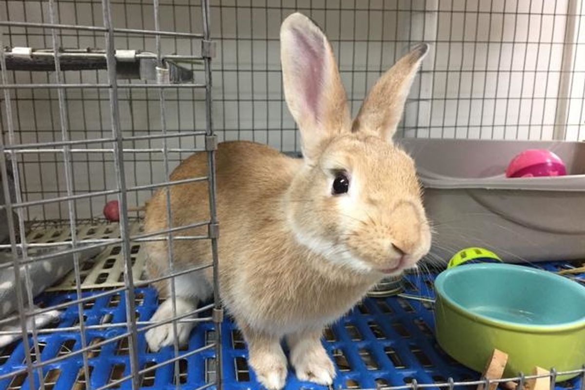 rabbit dasher bunny