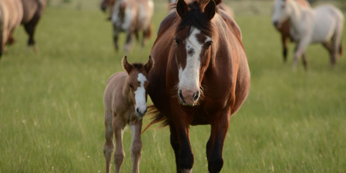 horses in field