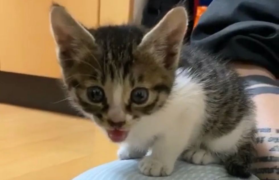 tabby kitten, lap cat