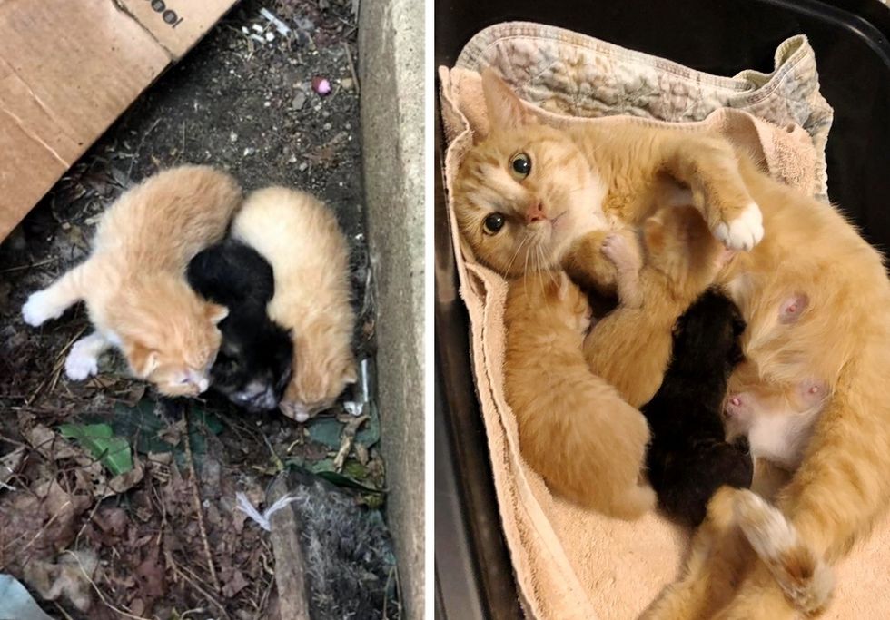 stray cat, cat mom, kittens